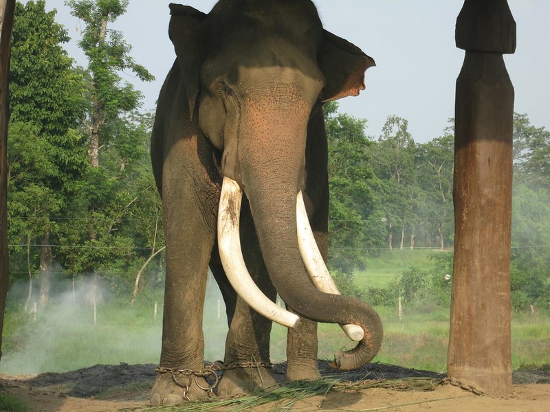 Chitwan Jungle Safari