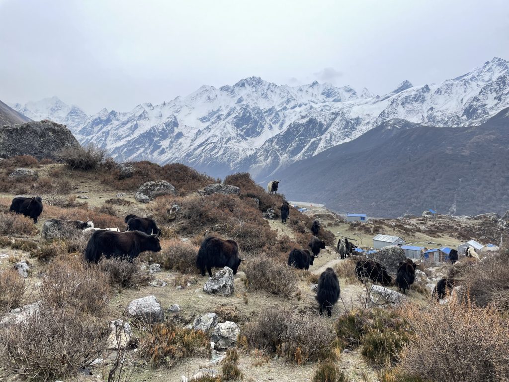 Langtang Trek 2025 - A Complete Guide For Ultimate Sucess