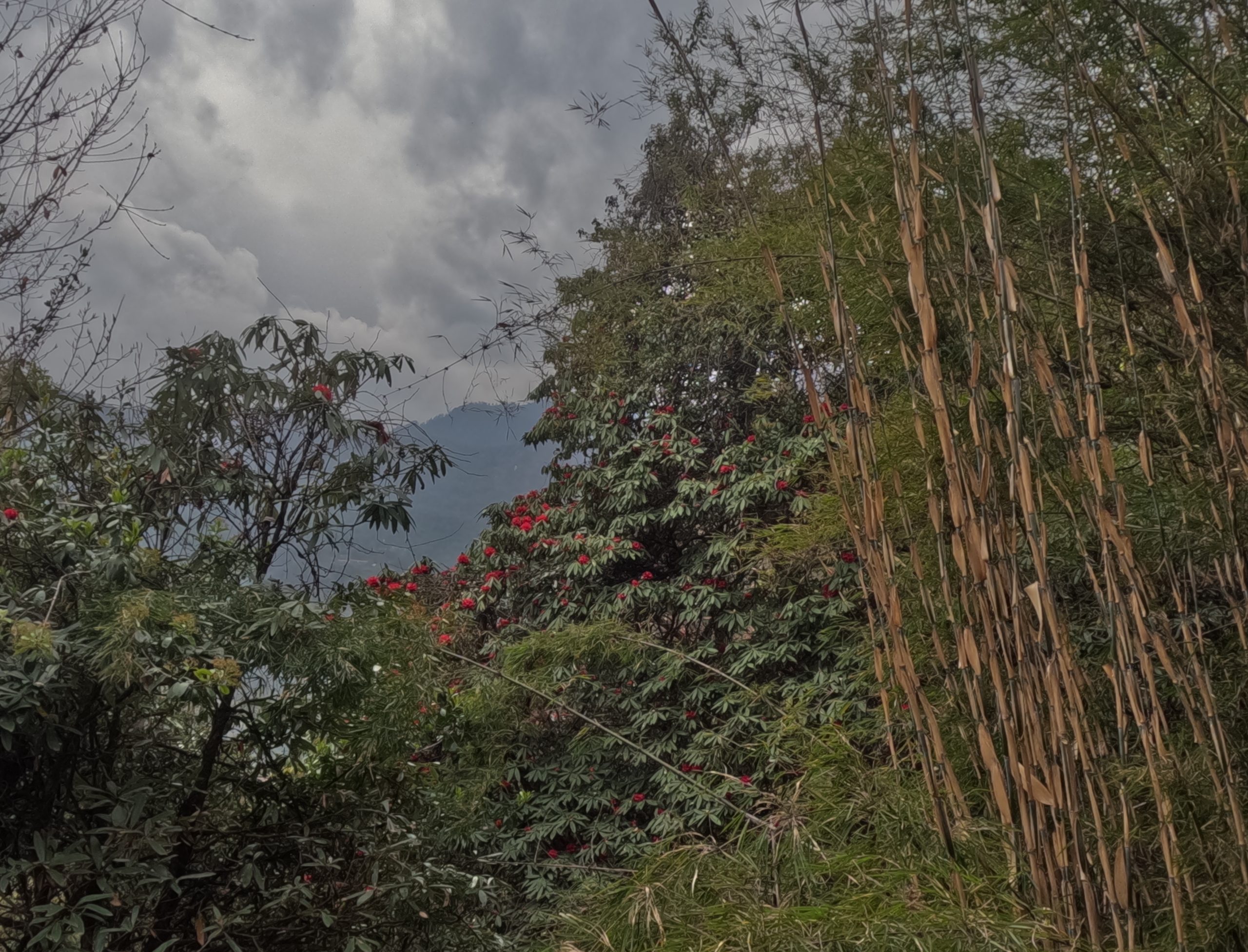  Annapurna Base Camp to Bamboo