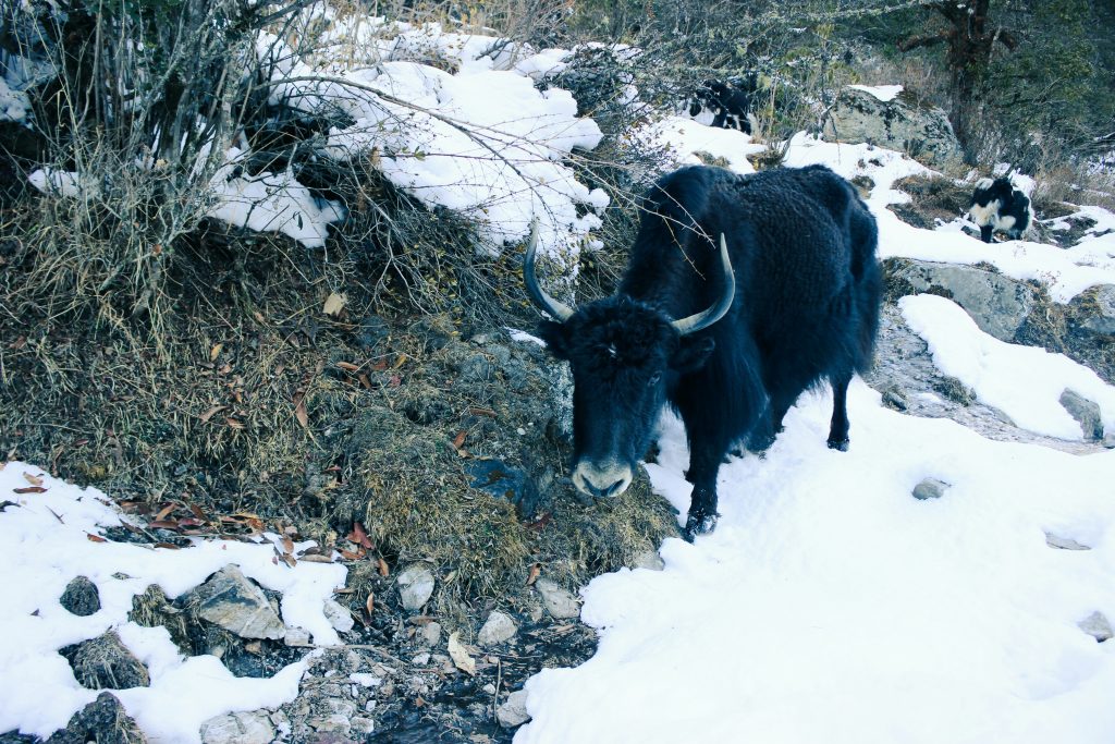 Langtang National Park