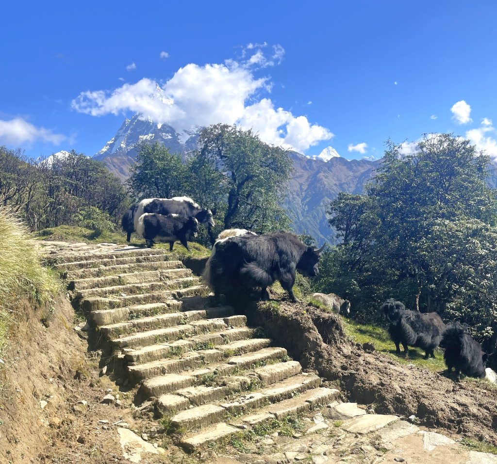 Yaks in Mardi Himal Trek