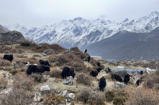 Langtang Valley Trek - 7 Days