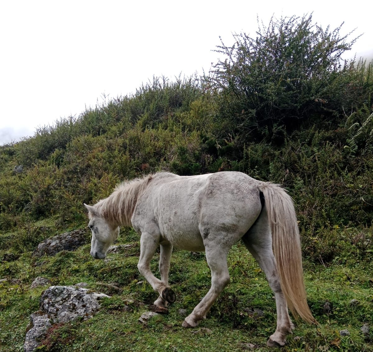 Horse In Manaslu Circuit