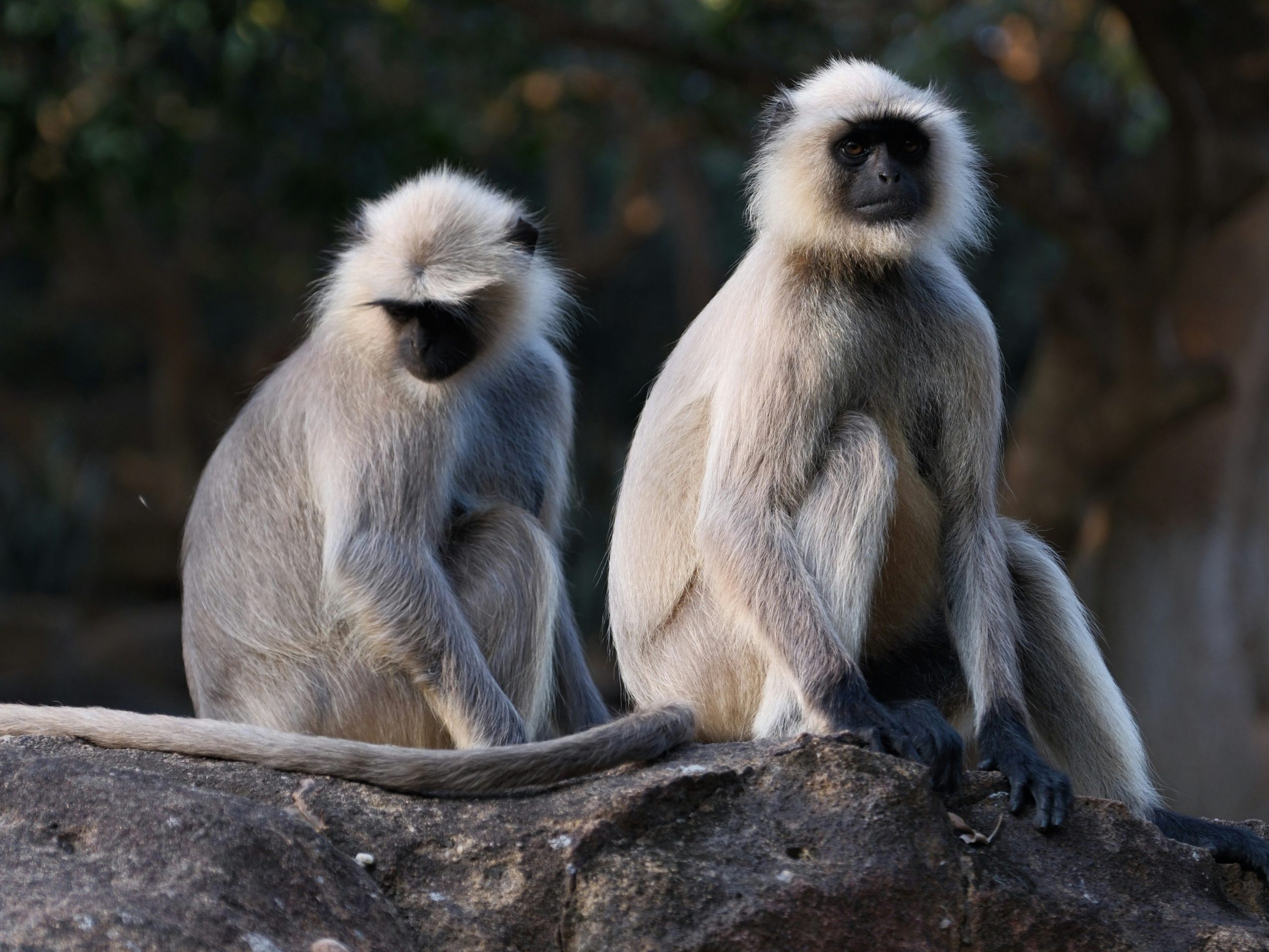 Annapurna Base Camp Trek - 13 Days