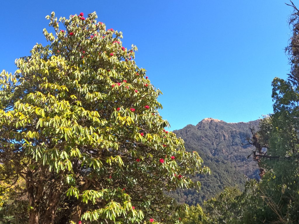 Rhododendron Forest