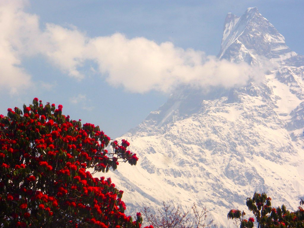 Rhododendron in Mardi Himal Trail