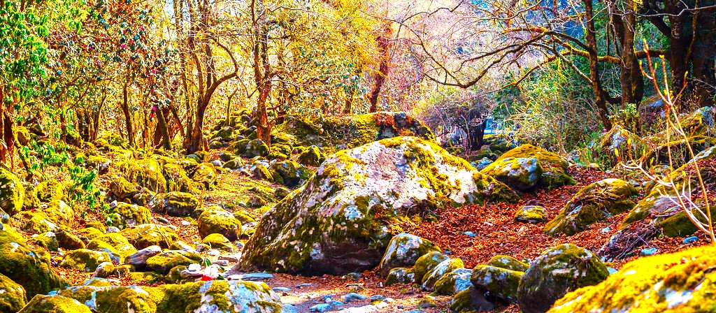 Rhododendron on Langtang