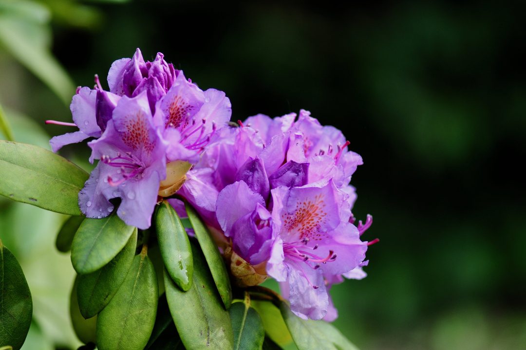 Rhododendron