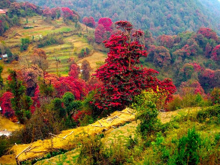 Rhododendron in Ghorepani Poon hill Trail