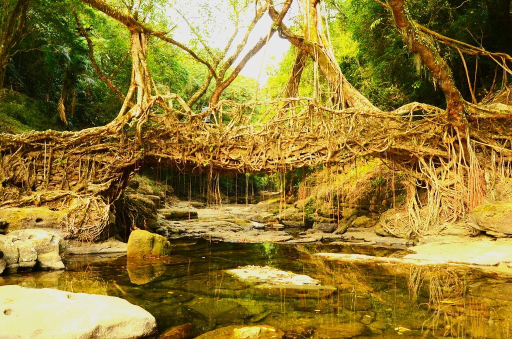 Living Root Bridge of Meghalaya