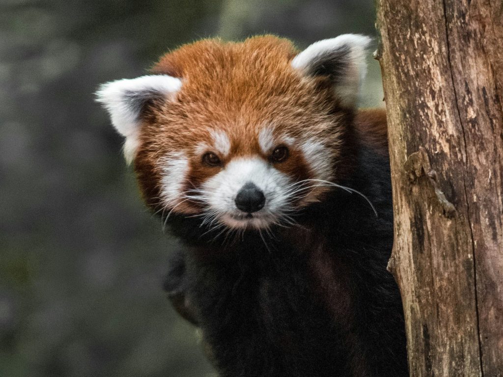 Red Panda seen during Manaslu Circuit Trek