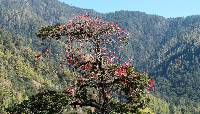 Tiger's Nest Monastery Hike in Spring