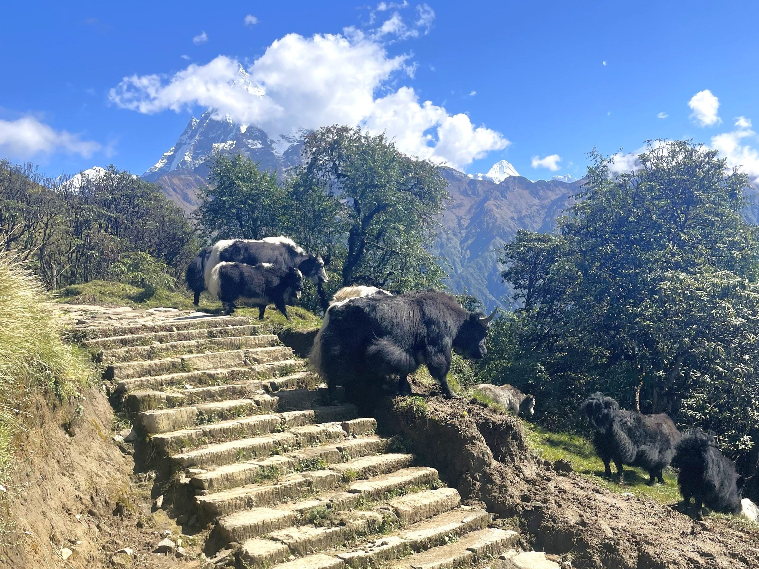 Yaks in Mardi Himal Trek