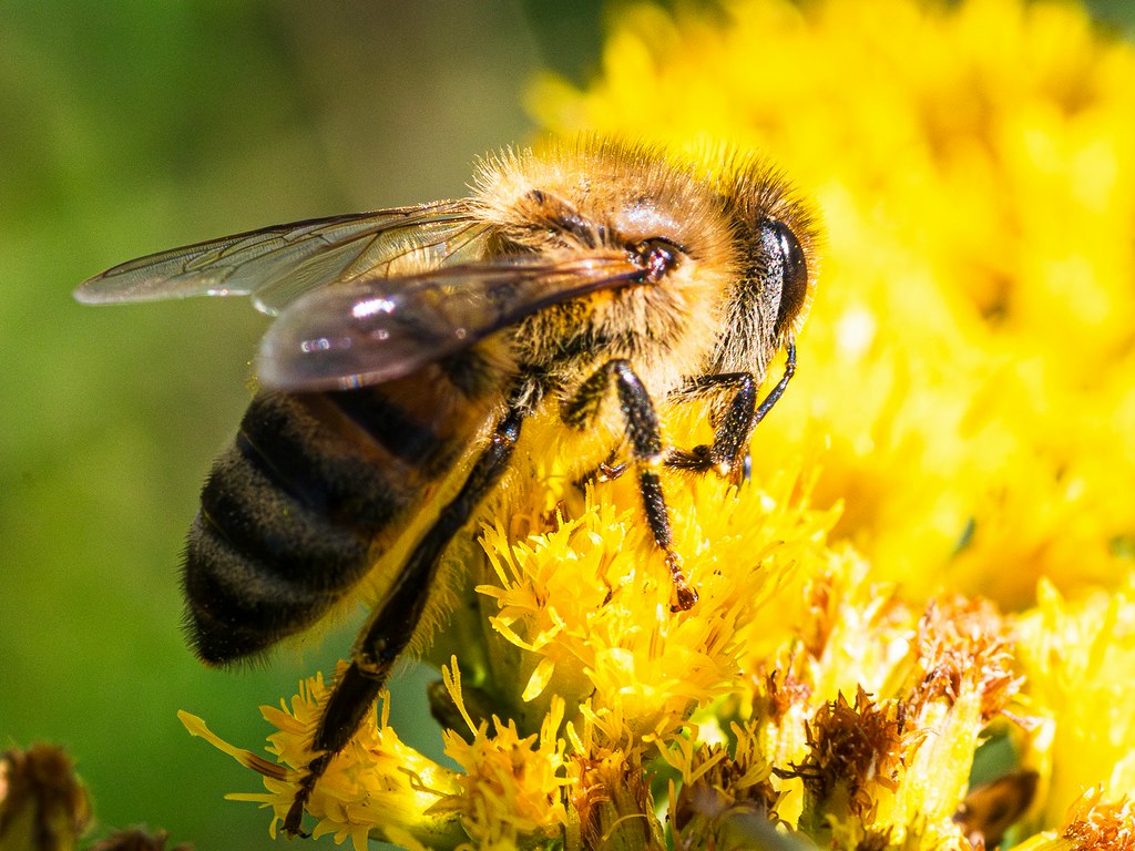 Mad Honey Bee on Rhododendron