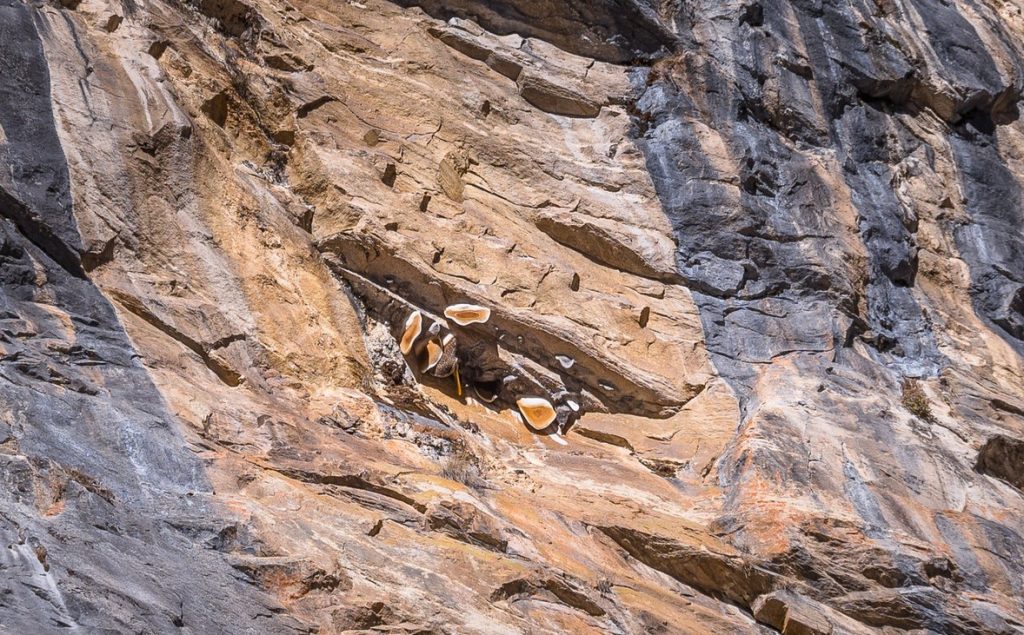 Mad honey location in Nepal