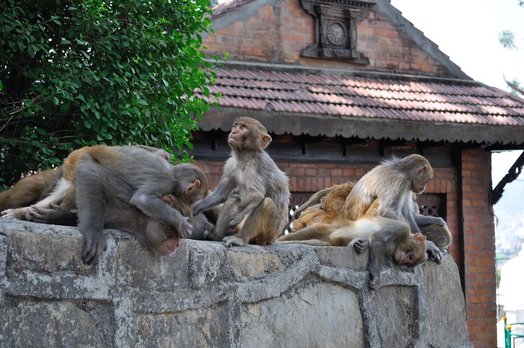 Monkey at Swayambhunath Temple Kathmandu
